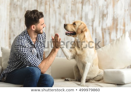 Stock foto: Dog High Five