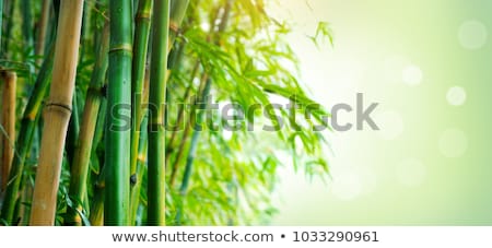 Сток-фото: Bamboo Background With Copy Space