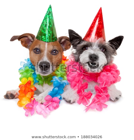 Imagine de stoc: Two Funny Birthday Dogs Celebrating Close Together As A Couple