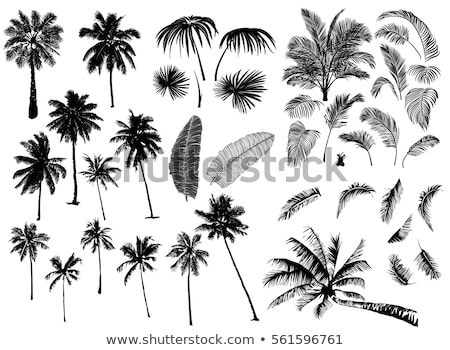 Stok fotoğraf: Set Of Palm Tree Tropical Palm Trees Black Silhouettes Backgrou