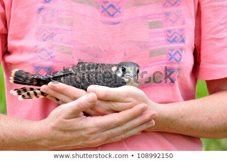 Stock fotó: A Beautiful Kestrel Being Held