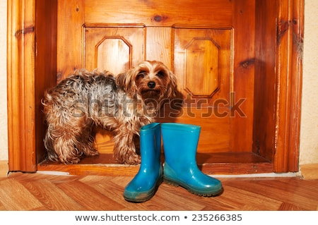 ストックフォト: Yorkshire Terrier Standing Near Front Door