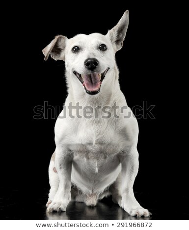 [[stock_photo]]: Mixed Breed Funny Ears Dog Sitting In A Dark Photo Studio