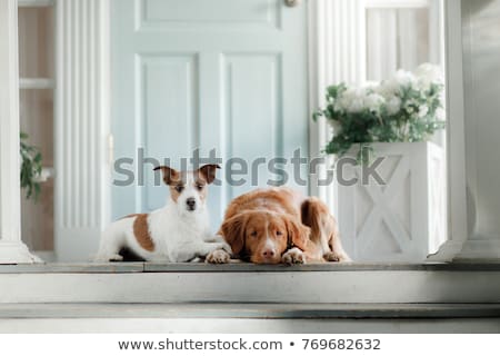 Foto d'archivio: Dog Lying On Front Porch Of Home