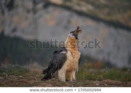 Foto stock: Lammergeyer Or Bearded Vulture