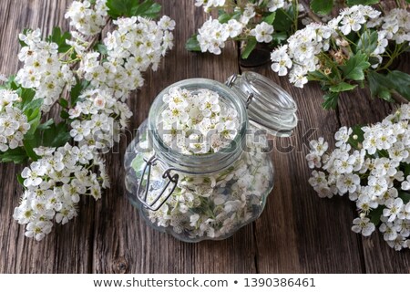 Сток-фото: Preparation Of Tincture From Hawthorn Flowers