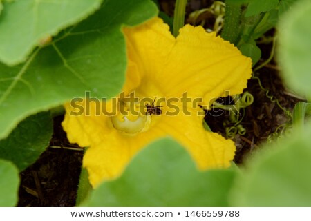 Foto stock: Hoverfly Takes Nectar From A Female Flower Of A Gourd Plant