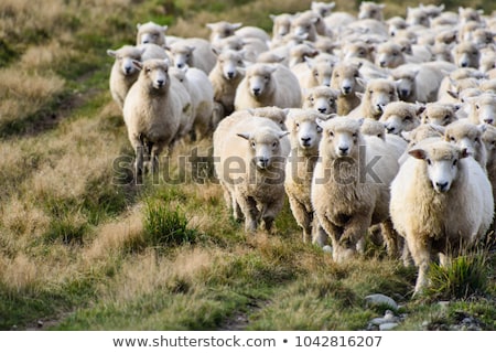 ストックフォト: Sheep Farm