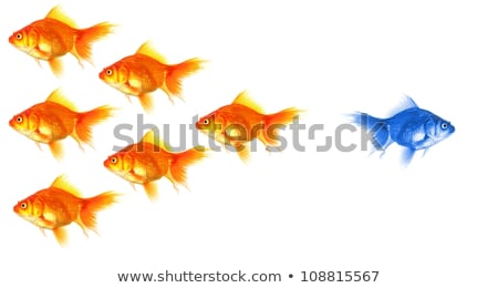 Stock fotó: Individual Goldfish