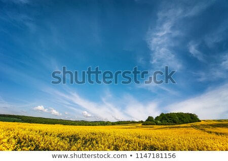 Stock photo: Blue Sky And Rape Field Canola Crops