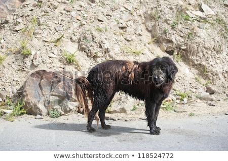 Stockfoto: Himalayan Herding Dog From Leads Goat And Sheep Flock