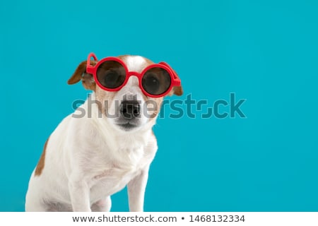 Сток-фото: Dog With Red Schades On