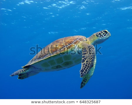 Сток-фото: A Hawksbill Turtle In Roatan Honduras