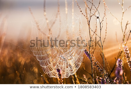 Foto stock: Spiderweb With Dewdrops