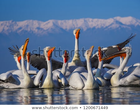 Stok fotoğraf: Dalmatian Pelican