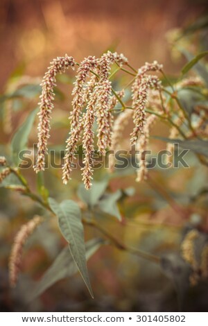 Foto stock: Autumn Lawn With Drying Flowersthe Image Is Tinted