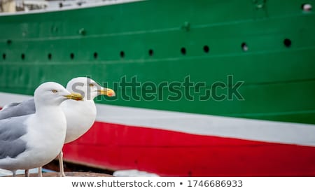 Foto stock: Seagull Perched On A Flag Pole