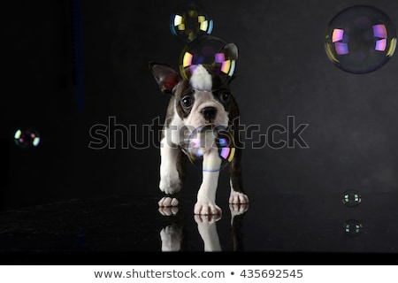 Stok fotoğraf: Puppy Boston Terrier Plays With Bubbles In Photo Studio