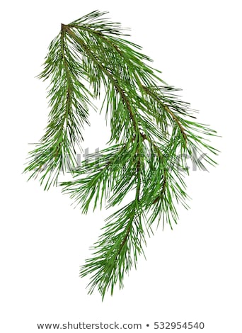 Zdjęcia stock: Green Fluffy Pine Branch Isolated On White Background