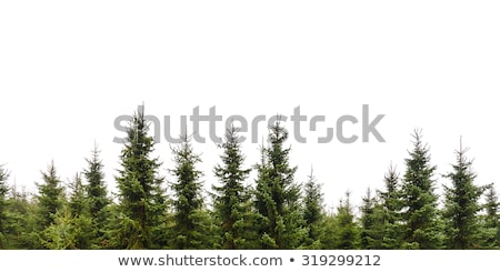 ストックフォト: An Isolated Pine Tree On A White Background