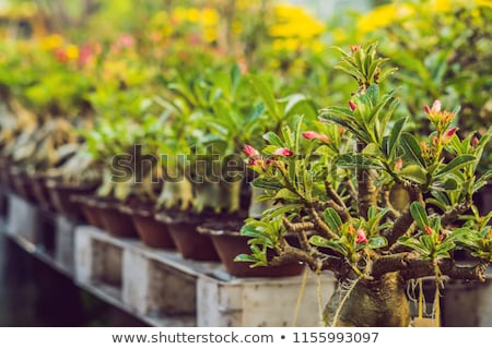 Stock foto: Bonsai In Honor Of The Vietnamese New Year Lunar New Year Flower Market Chinese New Year Tet