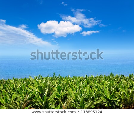 Stock fotó: Banana Plantation Near The Ocean In La Palma