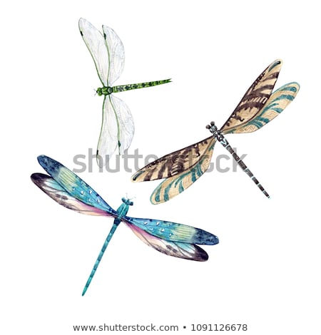 Foto stock: Dragonfly