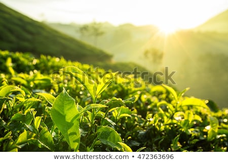 Foto stock: Sunrise At Tea Plantation India Munnar Kerala