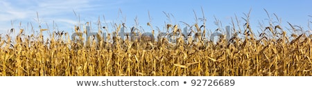 Foto d'archivio: Detail Of Golden Corn Field