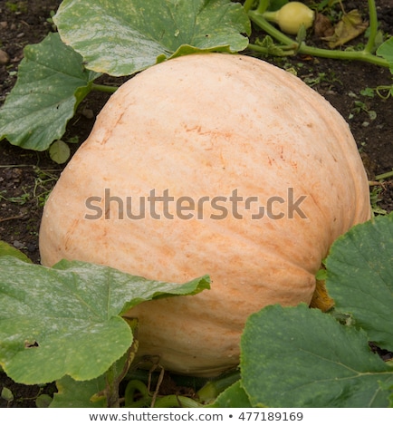 Foto stock: Cucurbita Maxima Giant Pumpkin Cucurbita Pumpkin Pumpkins From A