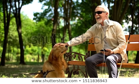 Foto stock: Dog In Love Sitting On A Bench