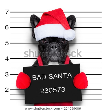 Foto stock: Mugshot Santa Dog