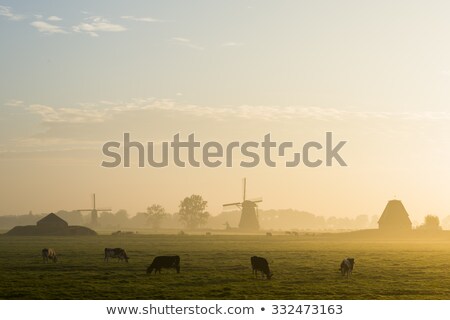 Stock fotó: Wind Mill And Cows Streefkerk