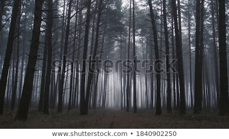Zdjęcia stock: Pine Forest Autumn Fall Landscape Foggy Morning