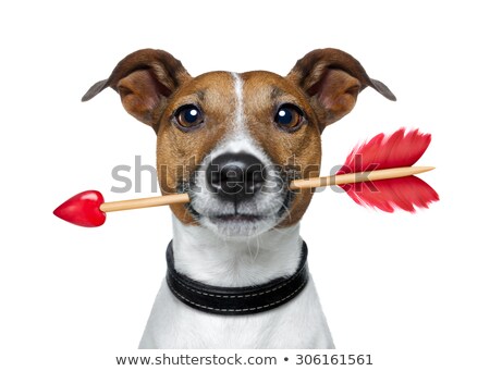 Foto stock: Dog Love Arrow Valentines