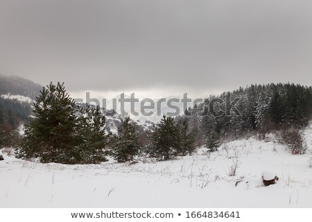 Foto stock: Black And White Winter Landscape With Snow Covered Mountain