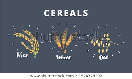 Foto stock: Oat Ear Plant With Pile Of Grains Vector Illustration