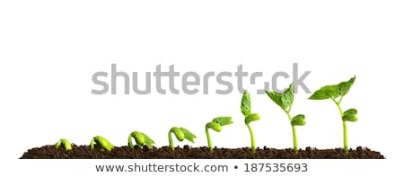 Сток-фото: Sunflowers In Garden On White Background