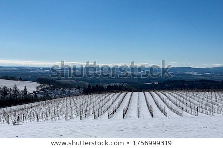 Сток-фото: Snow Covered Vineyards