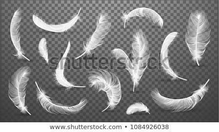 Imagine de stoc: Set Of Bird Feathers Vector Illustration