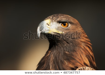 Foto stock: The Head Of Golden Eagle