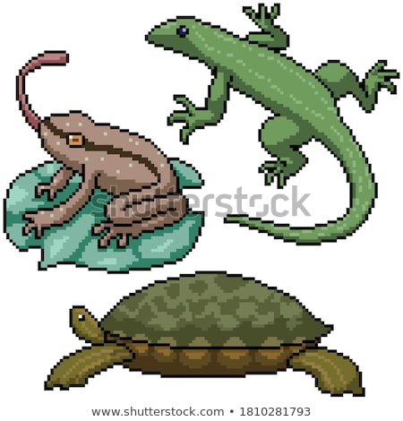 ストックフォト: Reptiles And Amphibians Doodle Icon Set