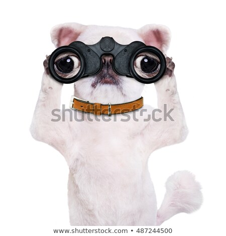 Foto stock: Dog Looking Through Binoculars