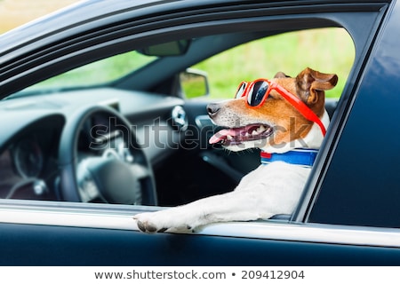 Stockfoto: Dog Car Steering Wheel