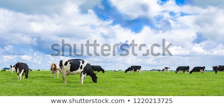 Stockfoto: Cows On Pasture