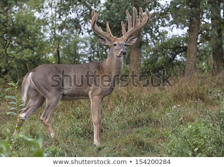 Zdjęcia stock: Whitetail Deer Buck In Velvet