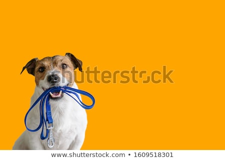 Foto d'archivio: Leash Dog Ready For A Walk