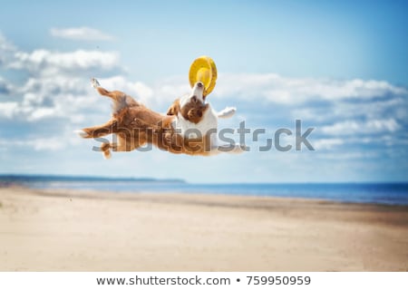 Foto stock: Beach Summer Dog