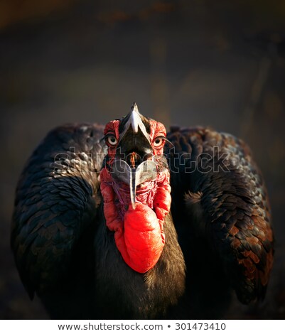 Zdjęcia stock: Southern Ground Hornbill Swallowing A Seed