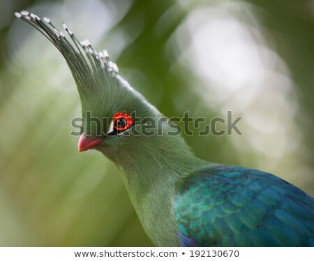 Stock fotó: Schalows Turaco Tauraco Schalowi